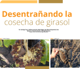 Cosecha de Girasol 2024