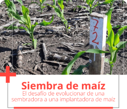 Siembra o Implantación de Maíz